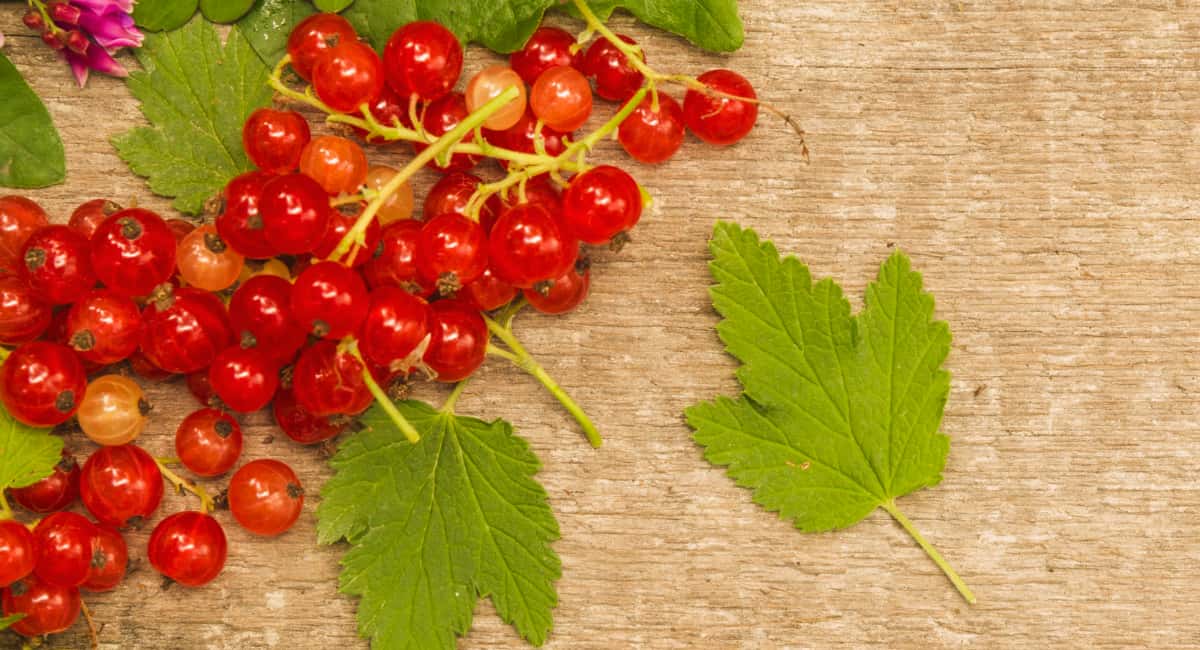 2 ложки на 10 литров — и сахарная смородина размером с вишню: урожай собирают ведрами 