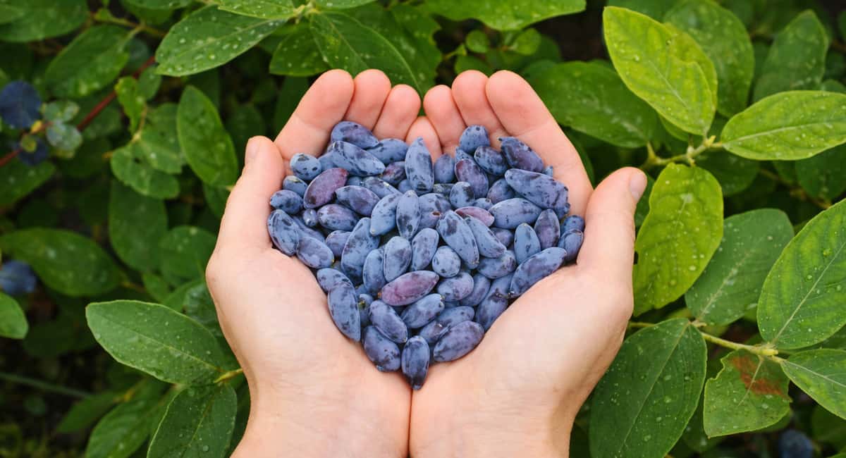 Неприхотливый, урожайный, ягодный: какой сорт жимолости не осыпается и слаще клубники