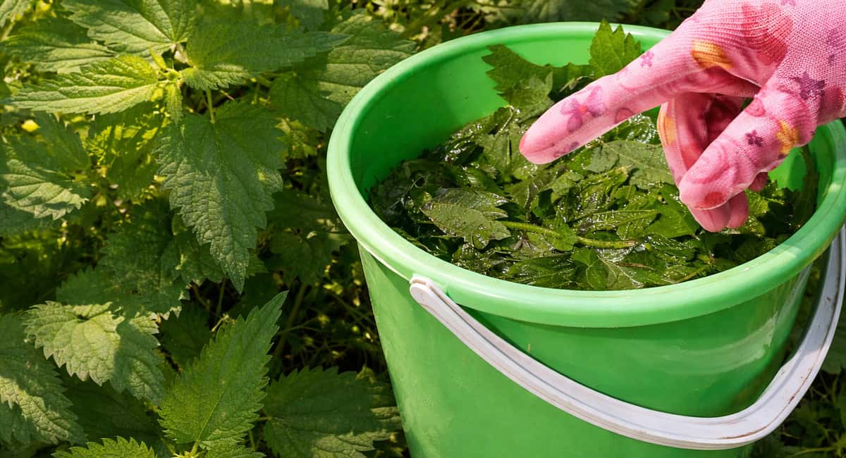 Перестала покупать удобрения в магазине: настаиваю эту сорную траву — и поливаю, результат вау