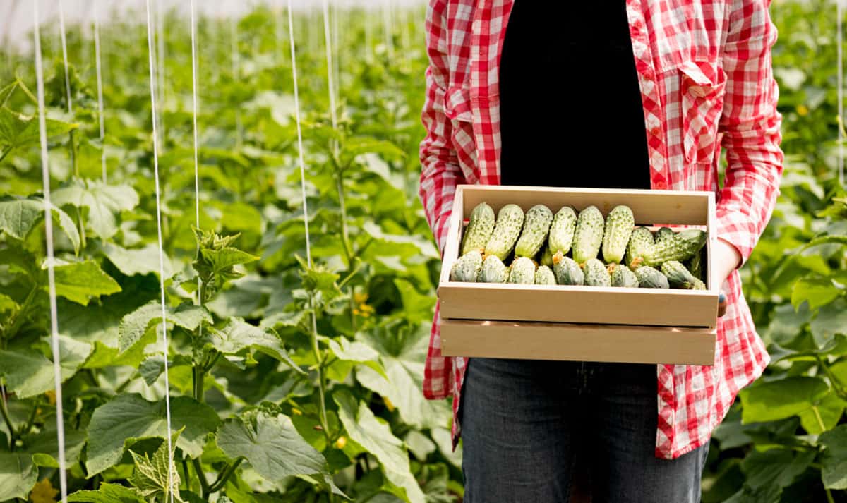 Сажаю всего 6 огурцов: хватает на семью и всем соседям - делюсь старинным проверенным способом