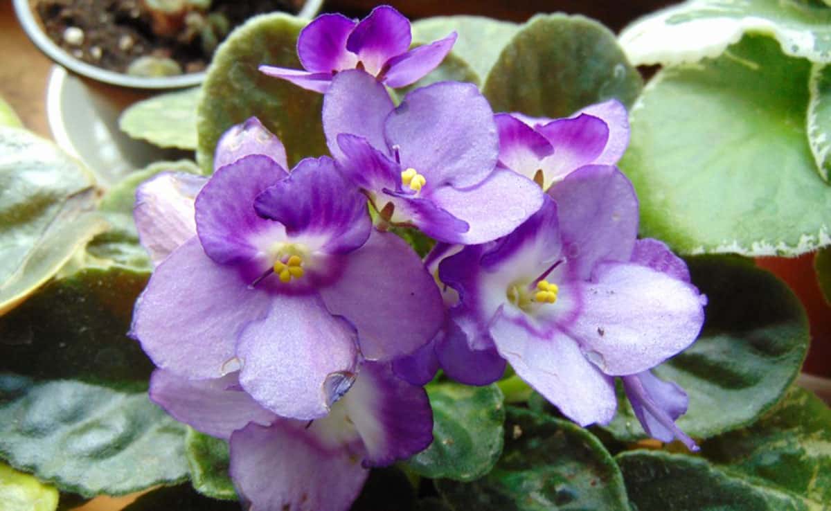Всегда лью в горшок — и фиалка становится неотразимой: цветёт так, словно на выставку готовится — бутонизация будет эталонной