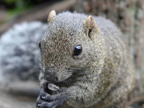 Японские биологи нашли белок, которые питаются мухоморами