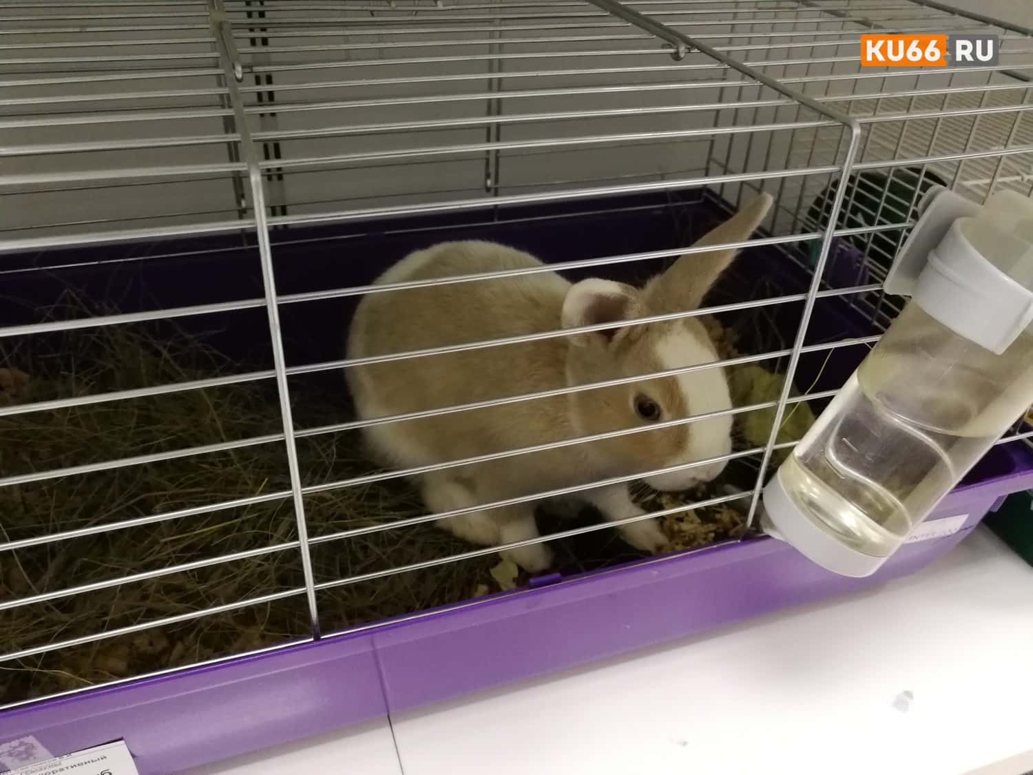 Психологи рассказали, кому нельзя заводить домашних животных