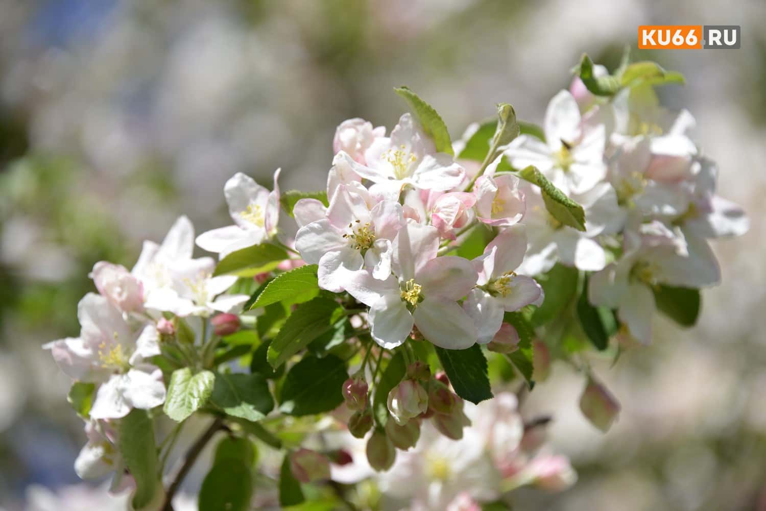 Аллерголог назвала основные аллергены в мае
