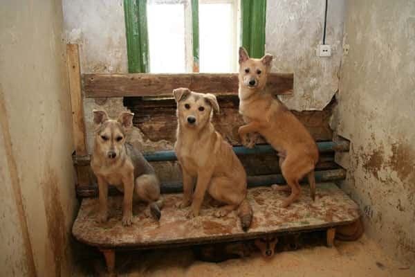 В Каменске-Уральском новый подрядчик по отлову и содержанию собак без владельцев