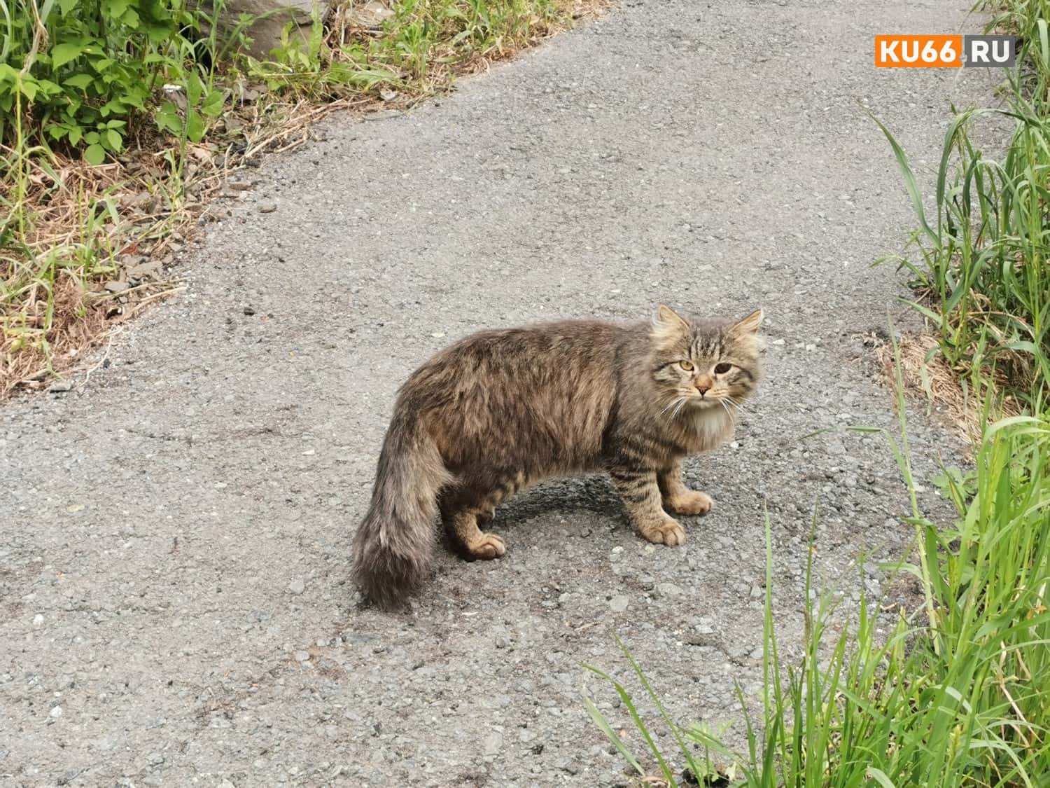 Психолог рассказал, чем собачники отличаются от кошатников
