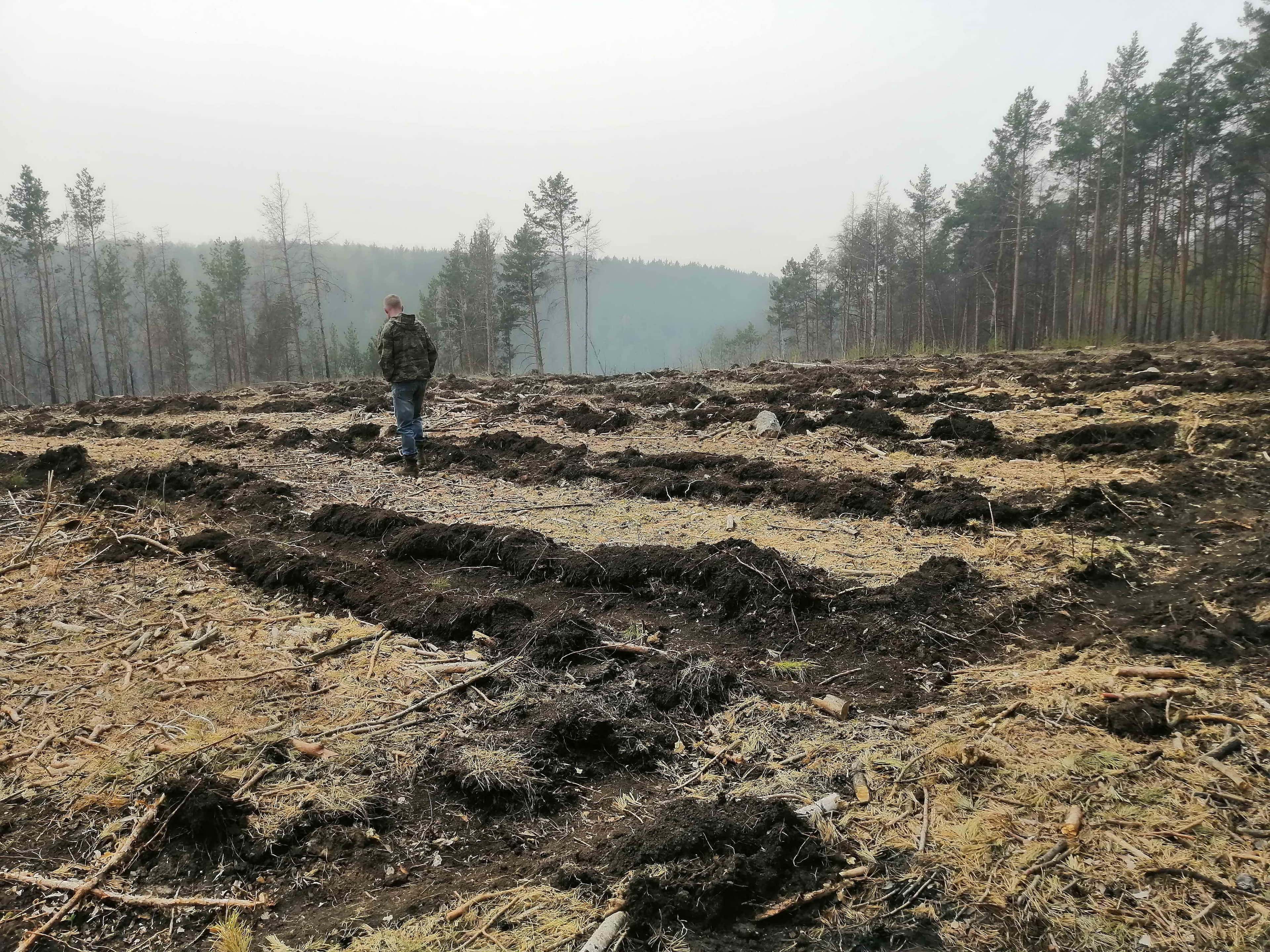 В Каменске-Уральском восстанавливают лес после пожаров