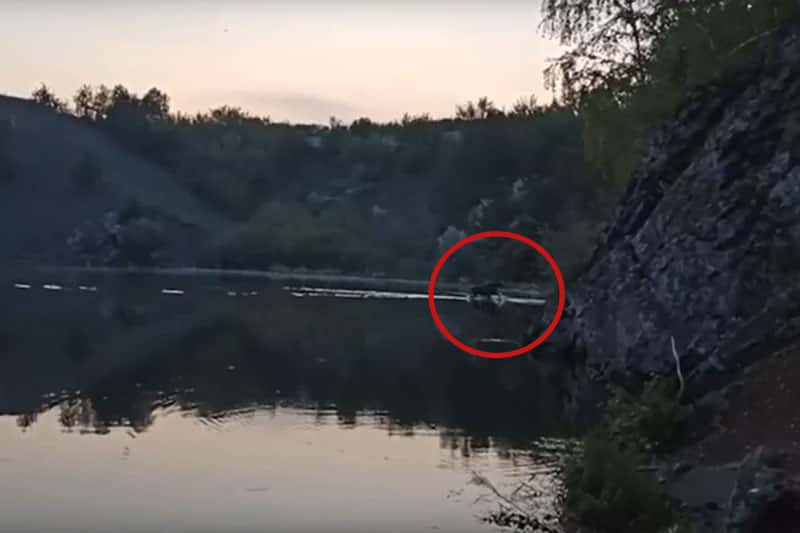 Уральцы заметили лося, переплывающего реку. ВИДЕО