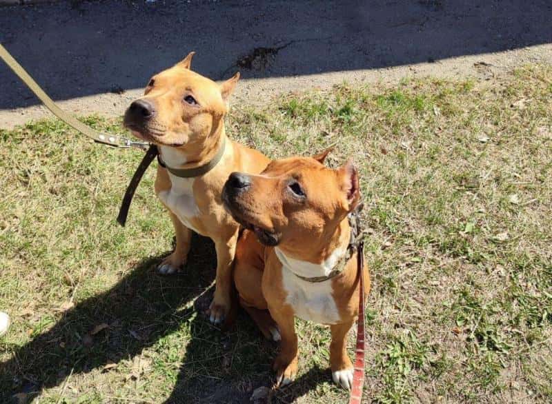 Спасённые в Каменске-Уральском стаффорды ждут новых хозяев