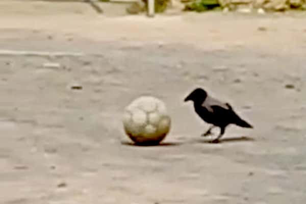 Жителей Каменска-Уральского удивила ворона-футболистка