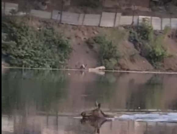 В Каменск-Уральский по реке Каменке приплыл лось