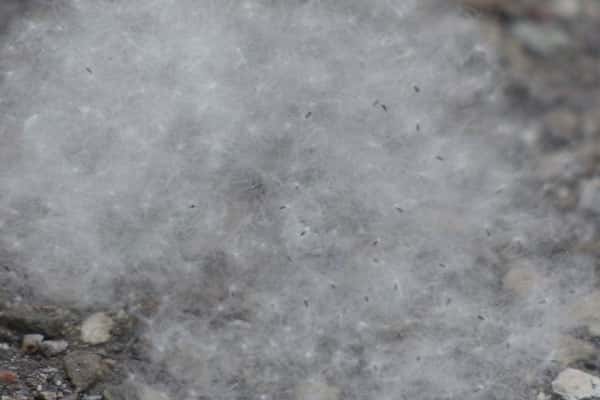 Иммунолог связала аллергическую реакцию от тополиного пуха с алкоголем