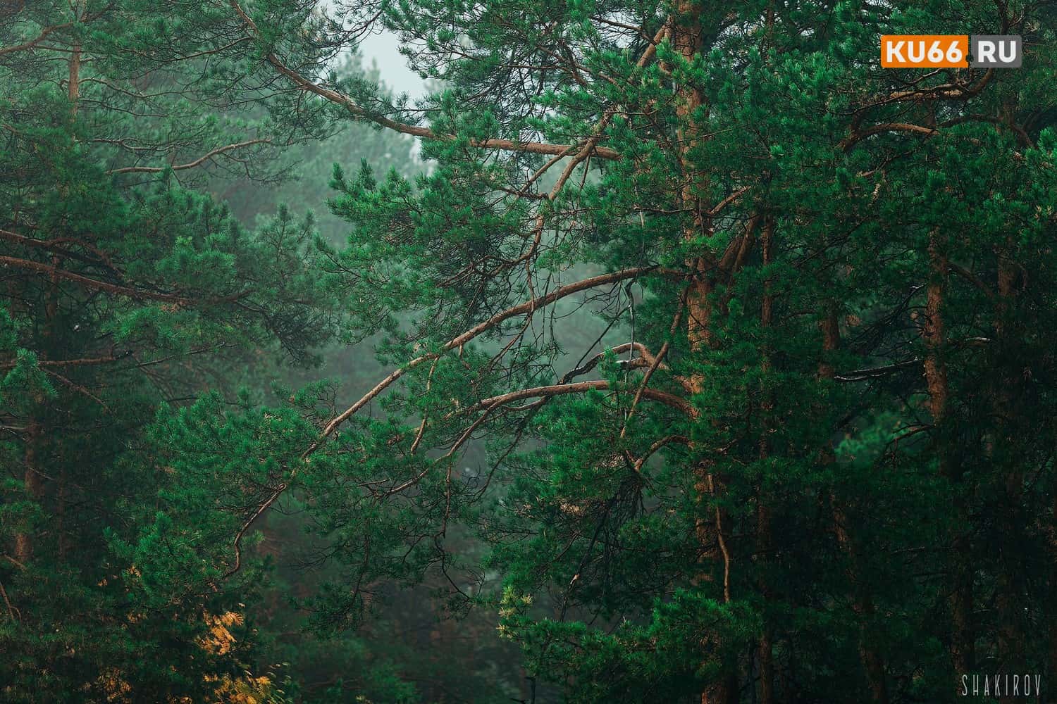 В Свердловской области частично сняли запрет на посещение лесов