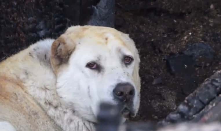 Собака спасла семью из Каменска-Уральского и стала телезвездой 