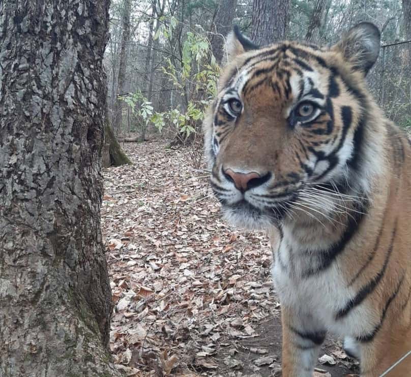 В Хабаровске погиб тигр, которого спасли на Урале