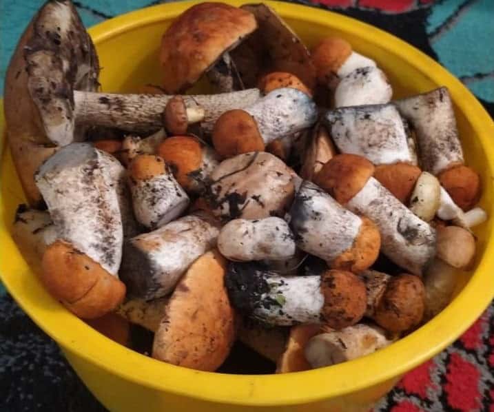 Жители Каменска-Уральского жалуются на дефицит грибов 