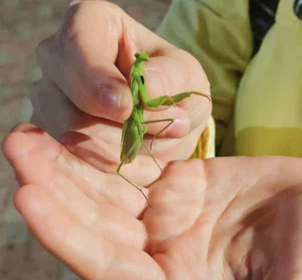 Каменск-Уральский атаковали богомолы 