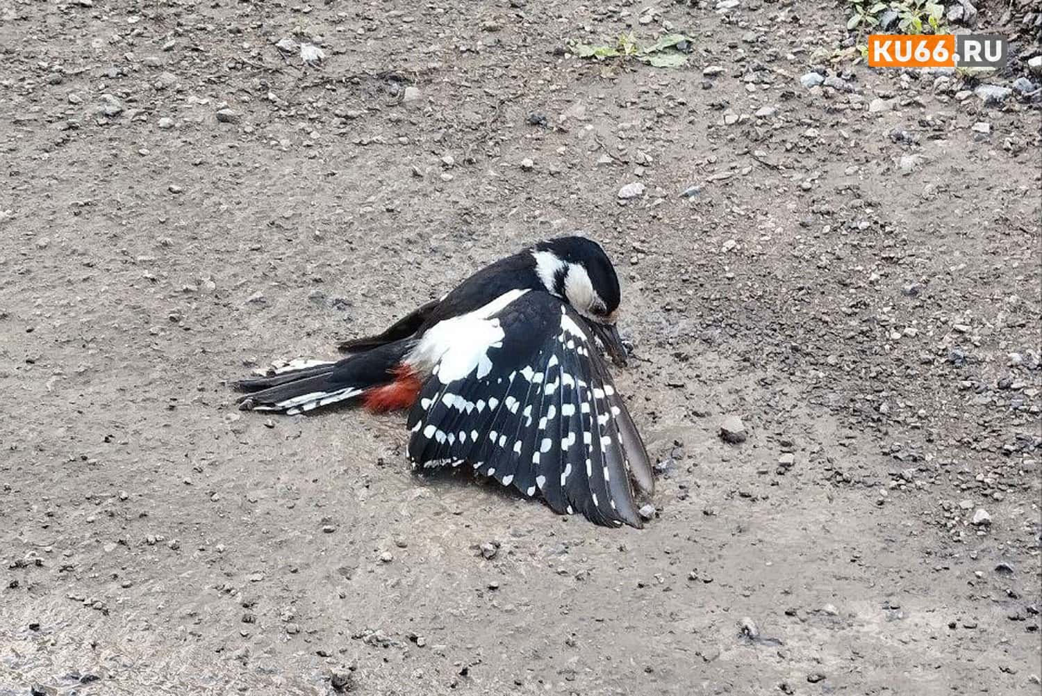 В Каменске-Уральском дятел сорвался с высоты