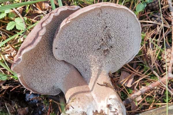 Под Каменском-Уральским грибники нашли в лесу гигантский гриб