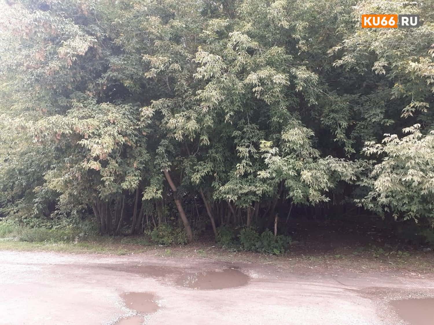 "Мать пыталась реанимировать". Подробности трагедии с восьмиклассником в Каменске-Уральском