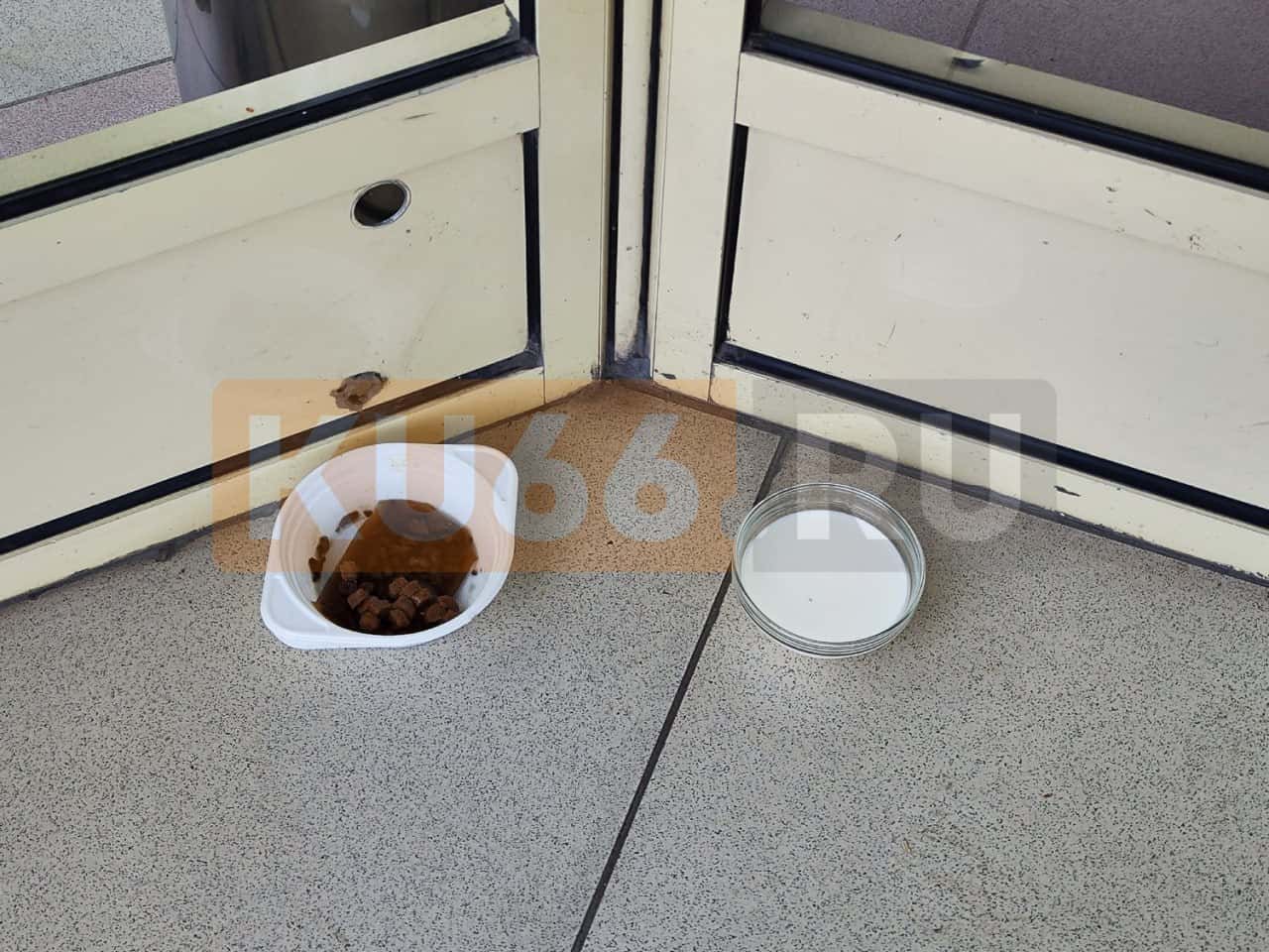 В Каменске-Уральском сотрудники торговой точки приютили кошку 