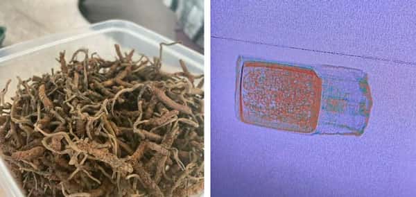 Житель Подмосковья незаконно заказал из Индии грибов-паразитов на миллион рублей