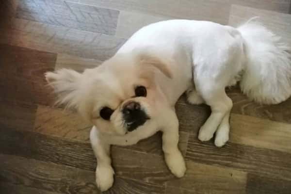 В Каменске-Уральском собака-убийца угрожает животным