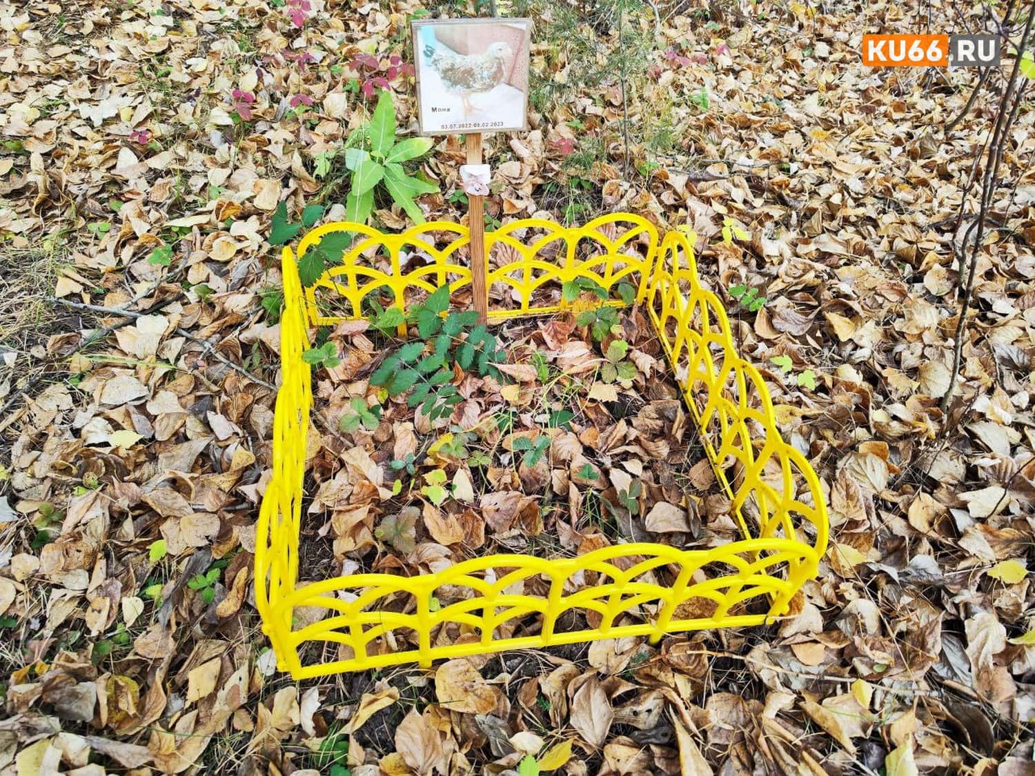 «Просто ужас!». В Каменске-Уральском появилось ещё одно кладбище домашних животных