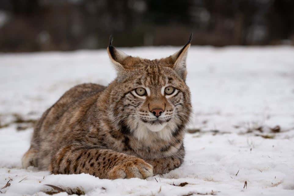 Жители Каменска-Уральского обнаружили рысь на дворовой территории