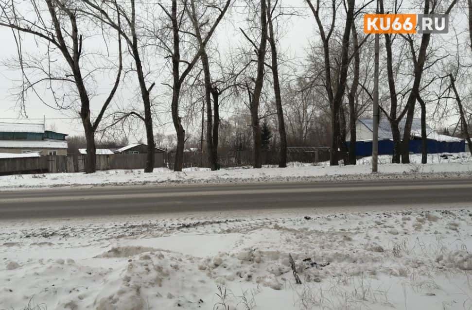 В Каменске-Уральском на женщину напала стая собак