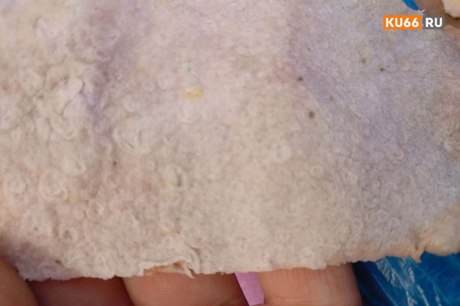 В Каменске-Уральском покупатели одной из закусочных обнаружили плесень в лаваше