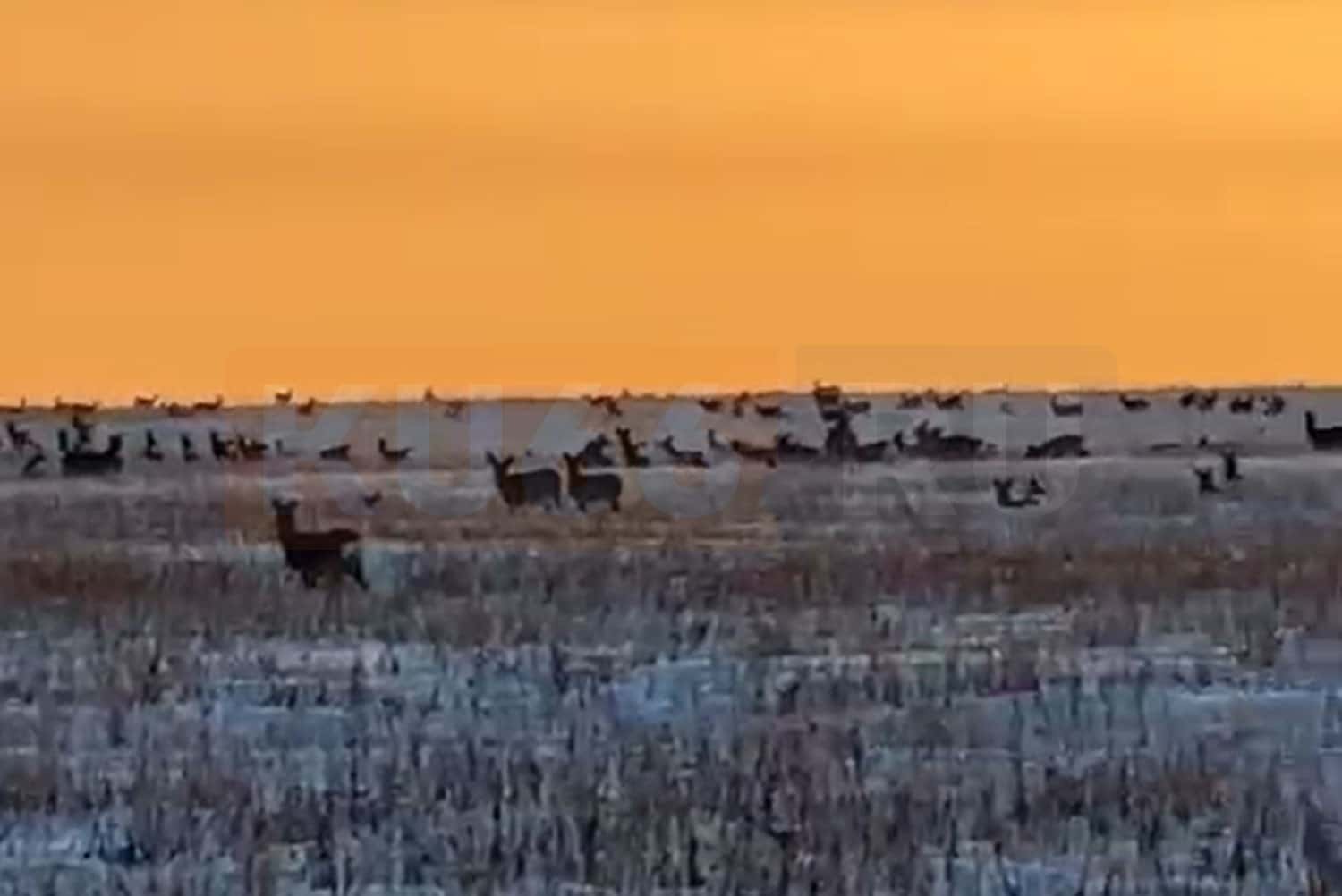 Под Каменском-Уральским жители заметили стадо диких животных. Видео