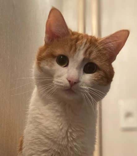 Проводница выкинула из поезда на мороз пассажирского кота