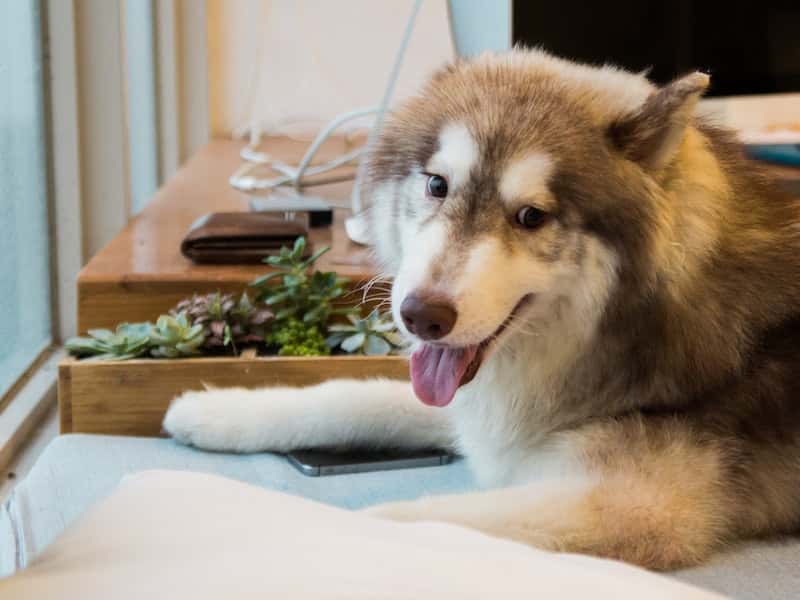 В Каменске-Уральском 2 дня подряд на автобусе катается хаски