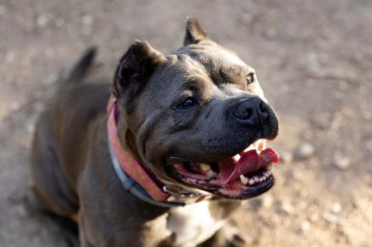 В Каменске-Уральском бойцовские собаки устроили кровавую драку (фото 18+)