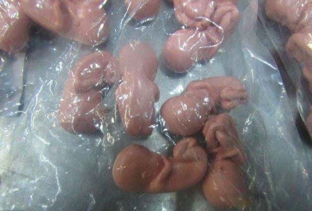 Эстонка пыталась провести в Россию чемодан с человеческими эмбрионами