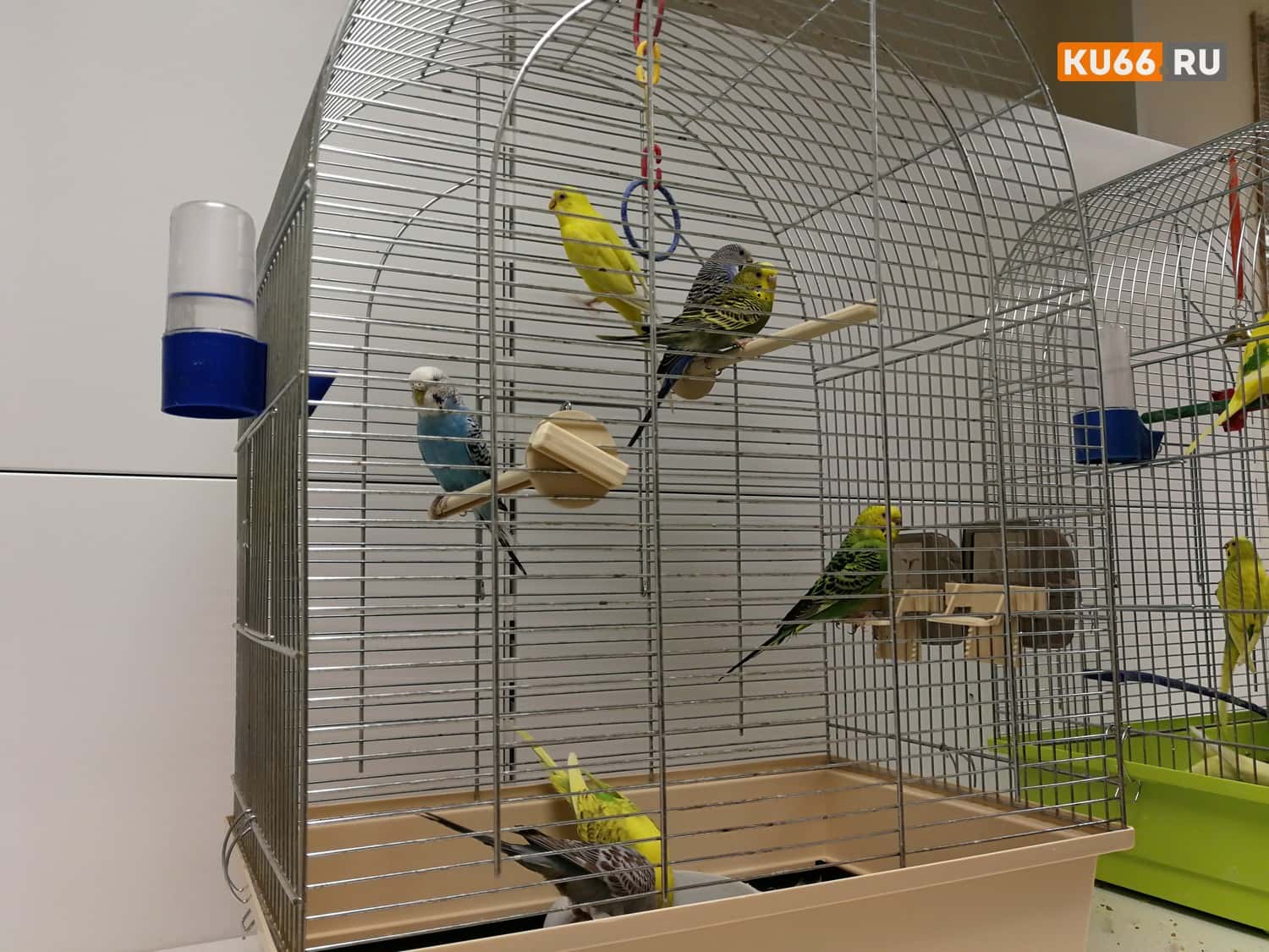 В Екатеринбурге появилось более 700 попугаев 