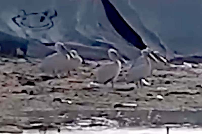 Редкие гости: пеликаны заселились в Каменске-Уральском, удивляя местных жителей. Видео