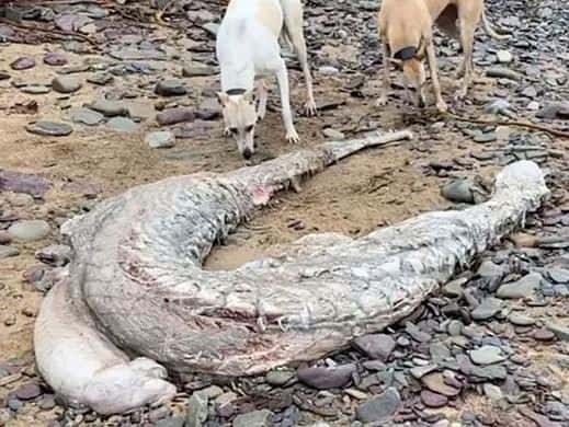 Жители Ирландии обнаружили на пляже жуткого монстра 