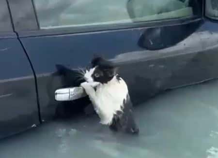 В Дубае спасли котика, отчаянно цеплявшегося за жизнь