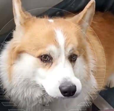 Разъярённые жители Санкт-Петербурга набросились в автобусе на хозяйку корги