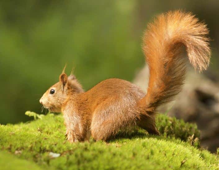 В Екатеринбургском зоопарке появились четыре новых зверя