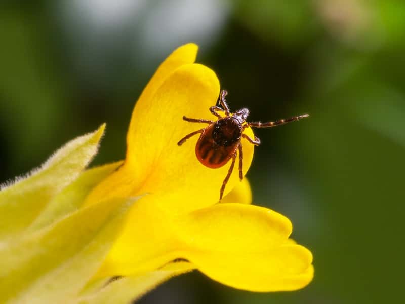 В Каменске-Уральском завершили обработку против клещей