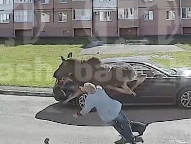 В Башкирии лось забежал в город и сбил женщину с ног