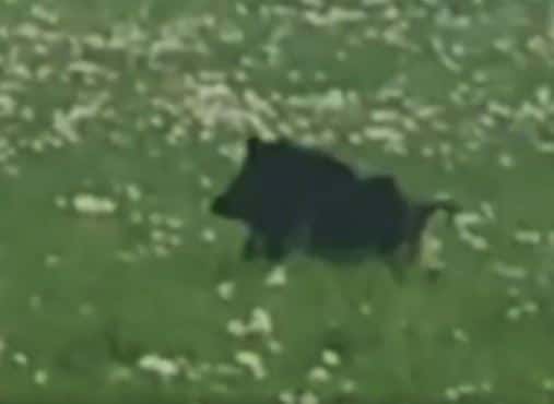 Под Санкт-Петербургом между многоэтажными домами повадился бегать кабан