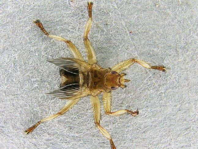 На Урале появились новые кровососущие мухи