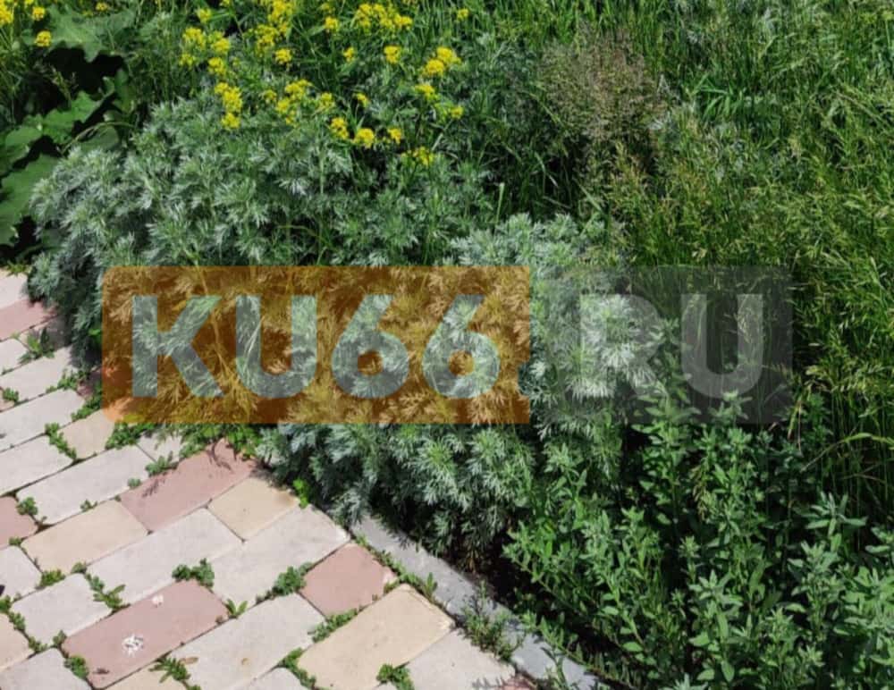 «Трава по пояс»: каменцы жалуются на заросшие газоны и сломанную плитку