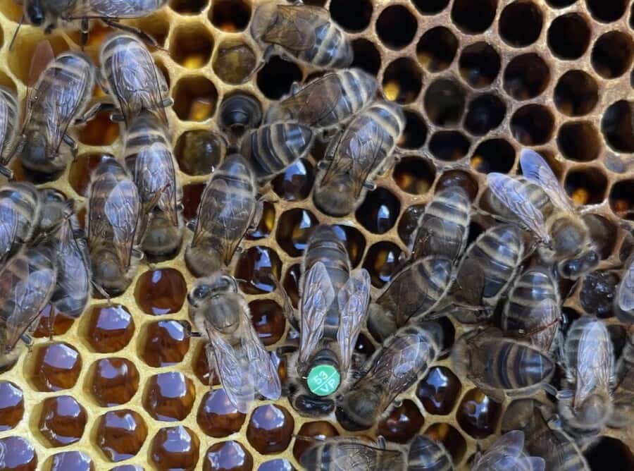 «Осторожно, пчелы»: каменские заводчики почтой отправили пчел по всей России