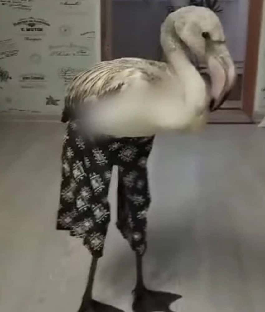 Милота дня: знаменитого фламинго в штанишках привезли в екатеринбургский зоопарк