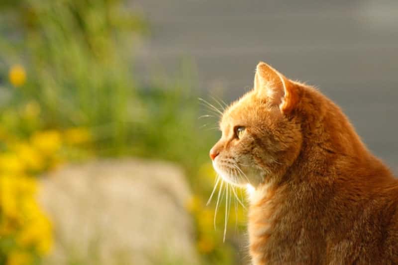 "Хозяин насчитал на теле 30 следов от пуль": в Подмосковье живодер охотится на кошек